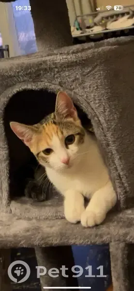 Chatte perdue : Nala, Rue Joseph Delon - photo