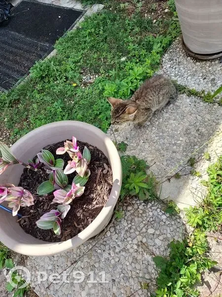 Chat tigré gris trouvé à Chaource - photo