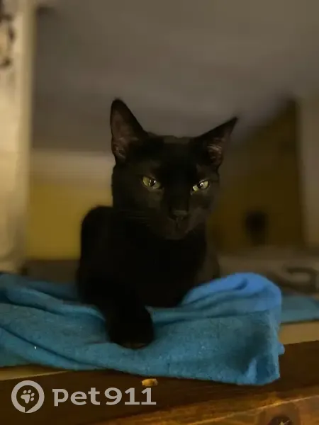 Chatte noire perdue à Guérande - photo