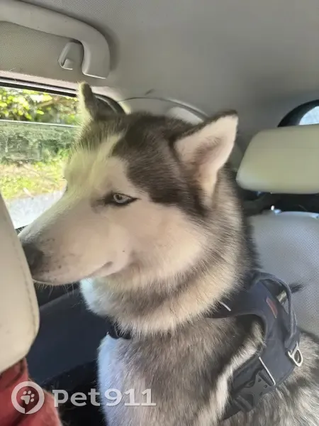 Chien perdu près d'Intermarché, Moustajon - photo