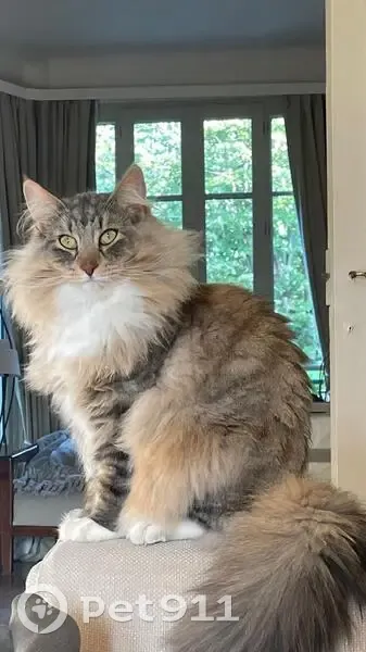 Chat perdu : Moony, 2 ans, Clamart - photo
