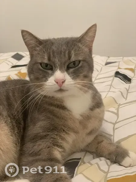 Chat perdu : Pepsi, tigré blanc et gris - photo