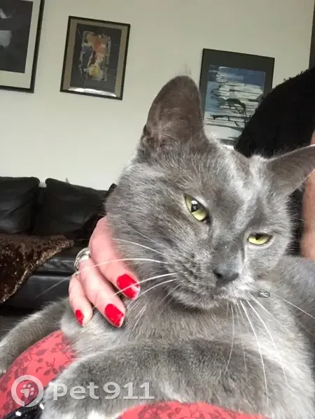 Chat perdu : Yoko, craintif, pucé, Tourcoing - photo