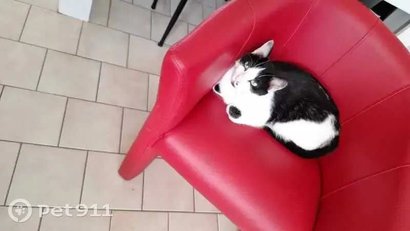 Chat noir et blanc perdu à Pussay - photo