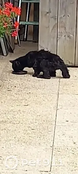 Chat noir trouvé à St Firmin-sur-Loire - photo