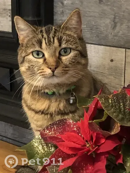 Chatte tigrée perdue à Montrieux-en-Sologne - photo
