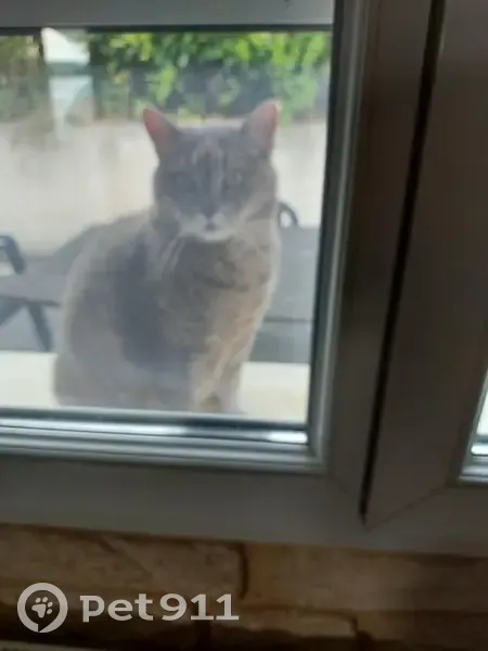 Chatte grise perdue, câline mais timide - photo
