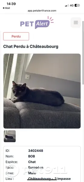 Chat noir perdu à Châteaubourg - photo
