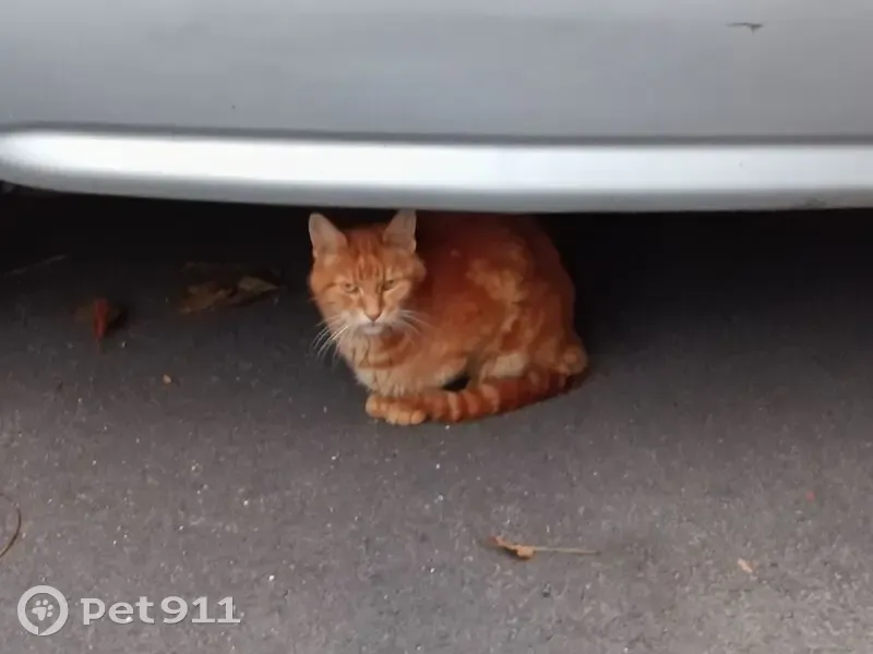 Chat roux non tatoué trouvé, Draveil - photo
