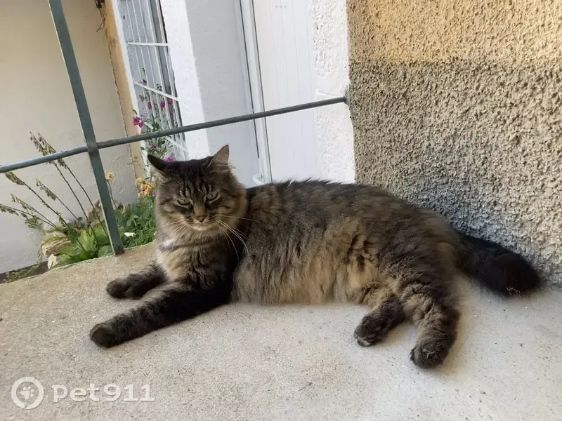 Chat perdu: Matou tabby Rue des Vergers - photo