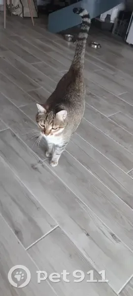 Chat européen tigré perdu à Hyères - photo