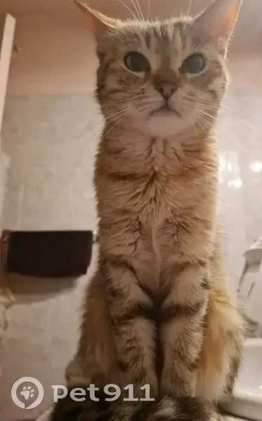 Chatte perdue, 13 ans, craintive, Levens - photo