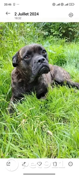 Chien noir et marron perdu à Villeneuve - photo