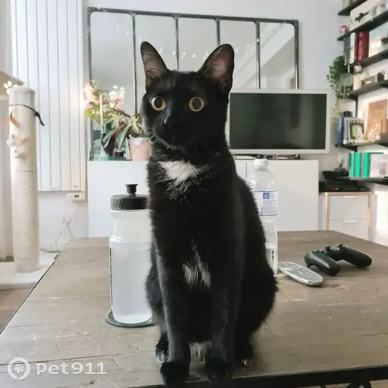 Chatte noire perdue, Rue Blanche, Paris - photo
