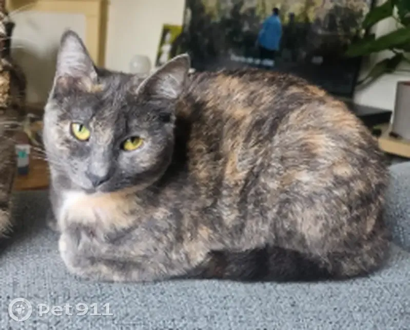 Chat perdue, Rue du Marché, Bourges - photo