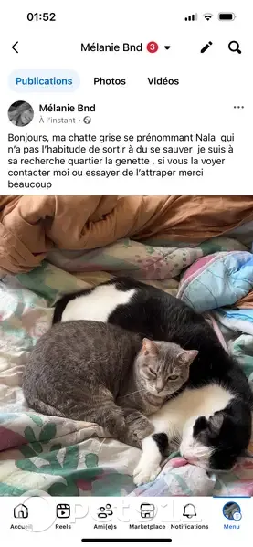 Chatte grise peureuse perdue à Vierzon - photo