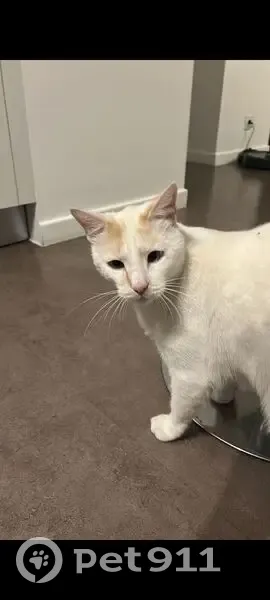 Chat perdu : Européen croisé siamois, Antibes - photo