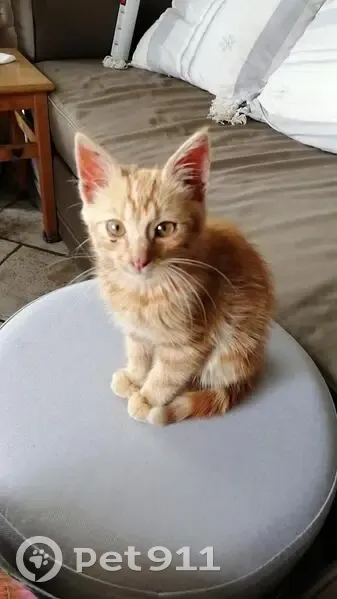 Chaton roux trouvé à Duerne, route de Bordeaux - photo