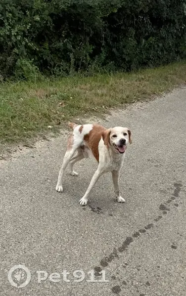 Chien assoiffé errant à Mauvezin-sur-Gupie - photo