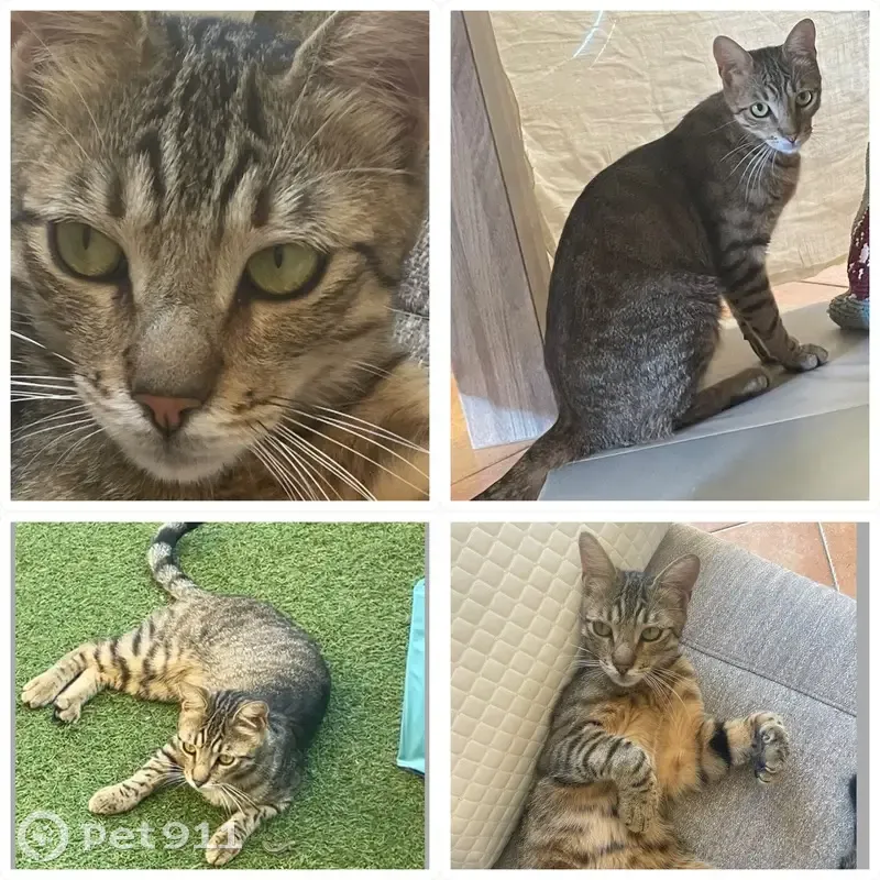 Chat perdu : Jeune mâle tigré à La Trinité - photo
