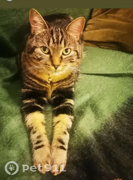 Chat perdu à Messery : Philos, 6 ans - photo