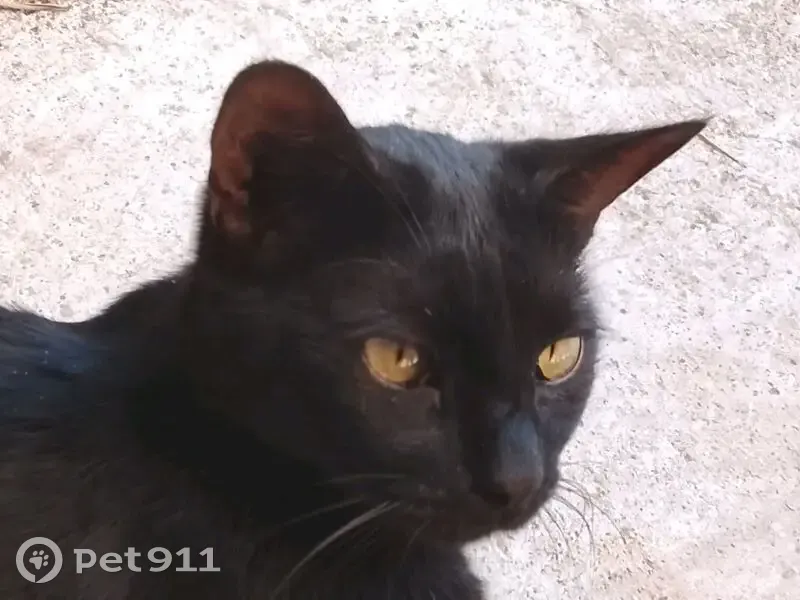 Chat noir perdu à Vauvert, 5 ans, castré - photo
