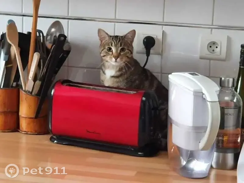Chatte tigrée perdue à Villemoisson - photo