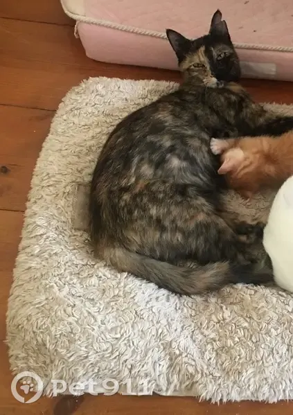Chatte perdue : Kiss, craintive, Grasse - photo