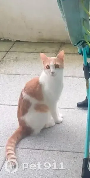 Chat perdu à Anglet : Yuma, 1 an, castré - photo
