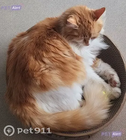 Chat Elvis perdu, 8 ans, très casanier - photo