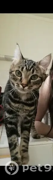 Chatte tigrée perdue à Tours, aidez-nous ! - photo