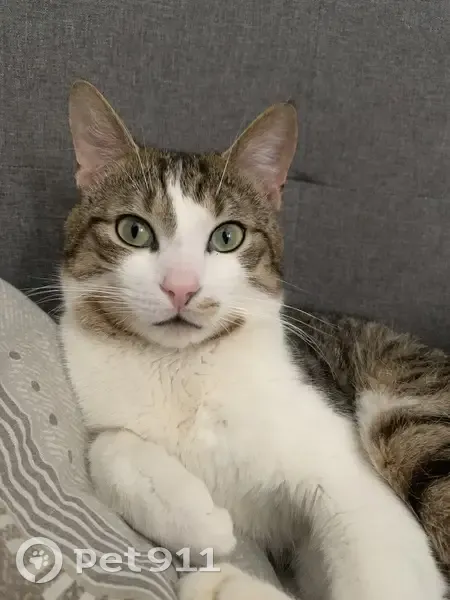 Chat perdu: Tigrou, maigre, yeux verts - photo