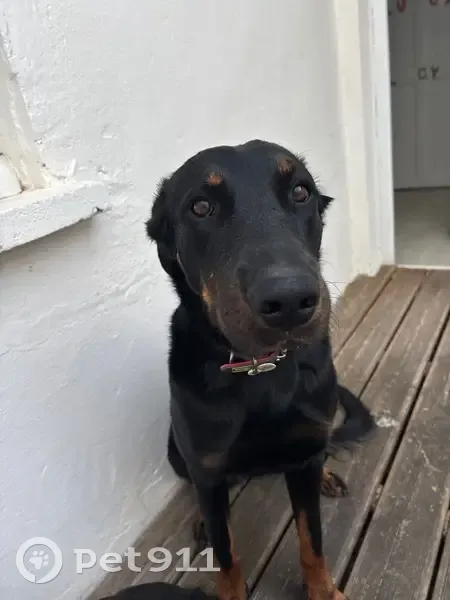 Beauceron perdu collier rose à Arles - photo