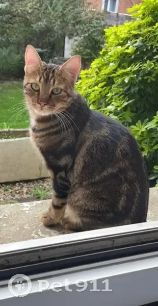 Chat perdu, Avenue de la Division Leclerc - photo