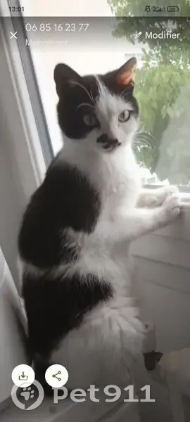 Chat perdu, balcon, moustache noire, Hérouville - photo