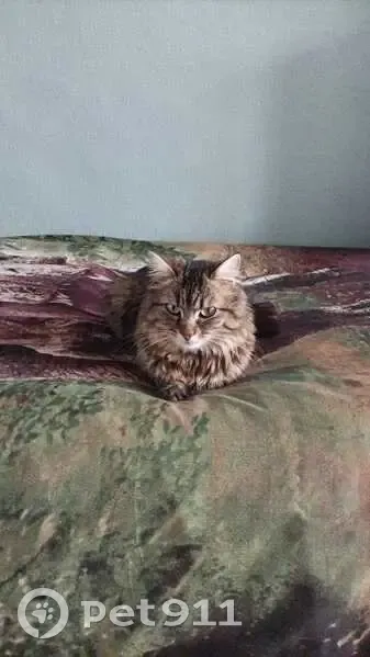 Chatte sibérienne perdue à Châteauroux - photo