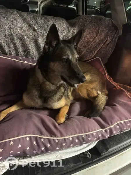 Chien perdu : Laïka, Malinois, 9 ans - photo