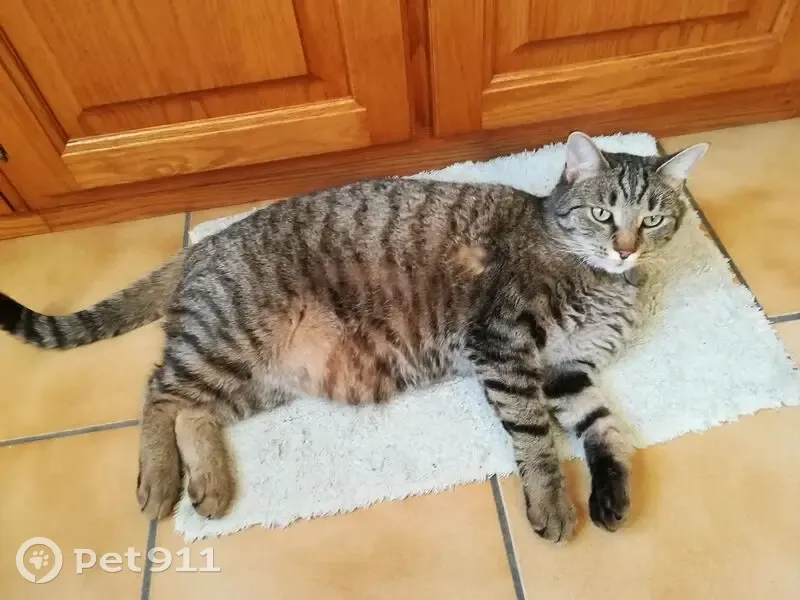 SAPHIR, chat tigré perdu à Saclay - photo
