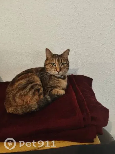 Chatte tigrée rousse perdue à Valence - photo