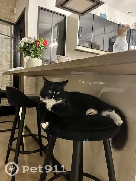 Chatte noire et blanche perdue à Floirac - photo