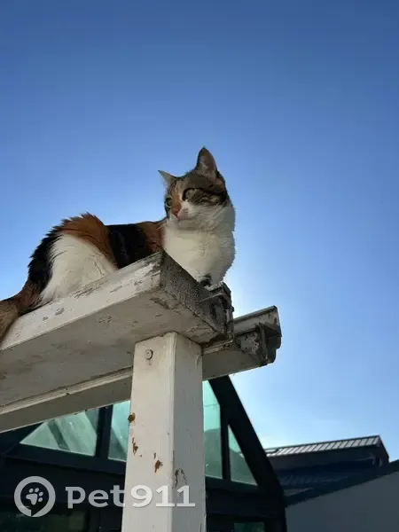 Chatte Calico perdue à Dinard - photo
