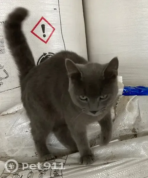Chatte grise perdue, Rue des Fauvettes - photo
