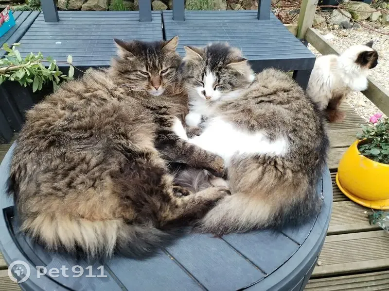Chat perdu : Sam, gris tigré et blanc - photo