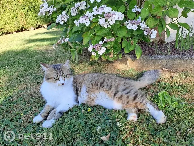 Chat perdu à Teillé : 1 an, queue blanche - photo