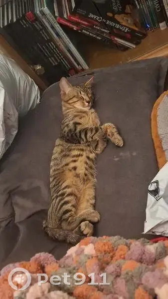 Chat tigré perdu, castré et pucé, Dijon - photo
