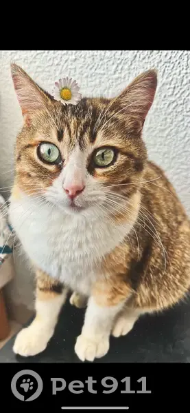Radjah, petite chatte disparue à Artigues - photo