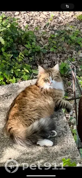 Chatte 2 ans perdue RD6085 Saint-Vallier - photo