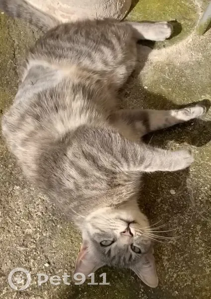 Chatte stérilisée grise perdue à Rochefort - photo
