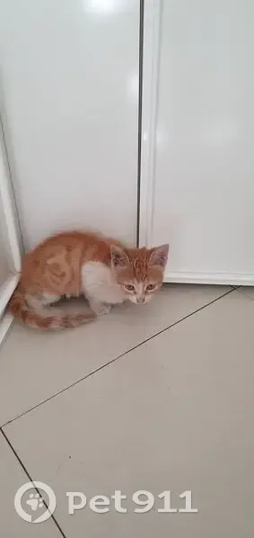 Chaton marron/roux/blanc trouvé à Nogent - photo