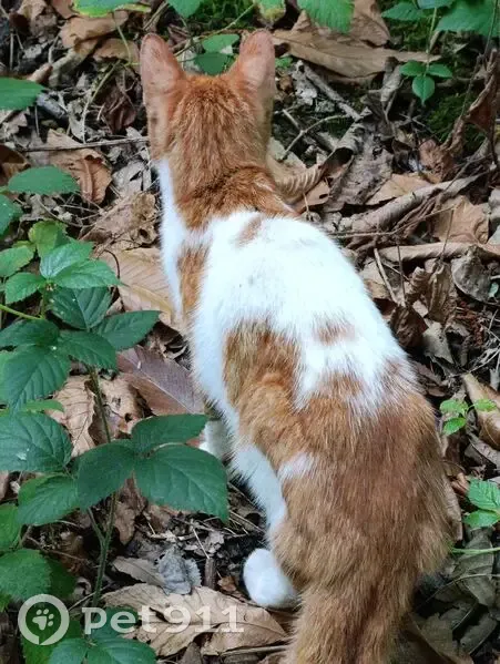 Chat blanc et roux aperçu à Clamart - photo